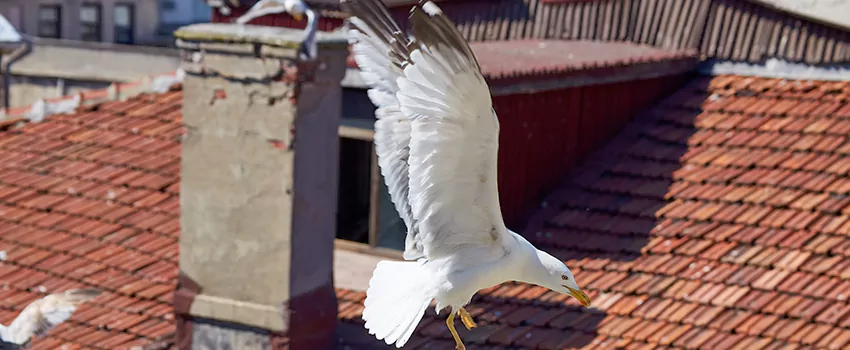 Residential Chimney Animal Removal Solution in Wyandotte, MI